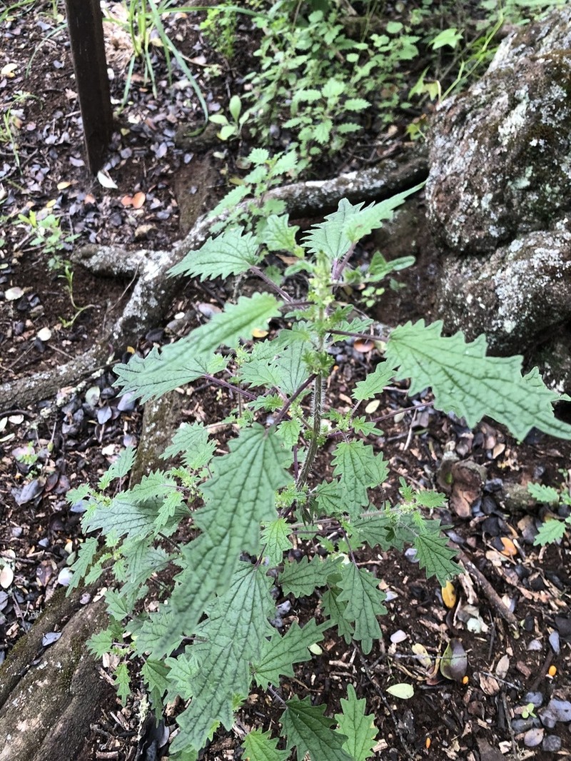 Hawai'I Stingingnettle photo 6