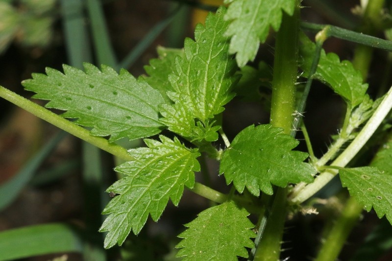 Hawai'I Stingingnettle photo 7
