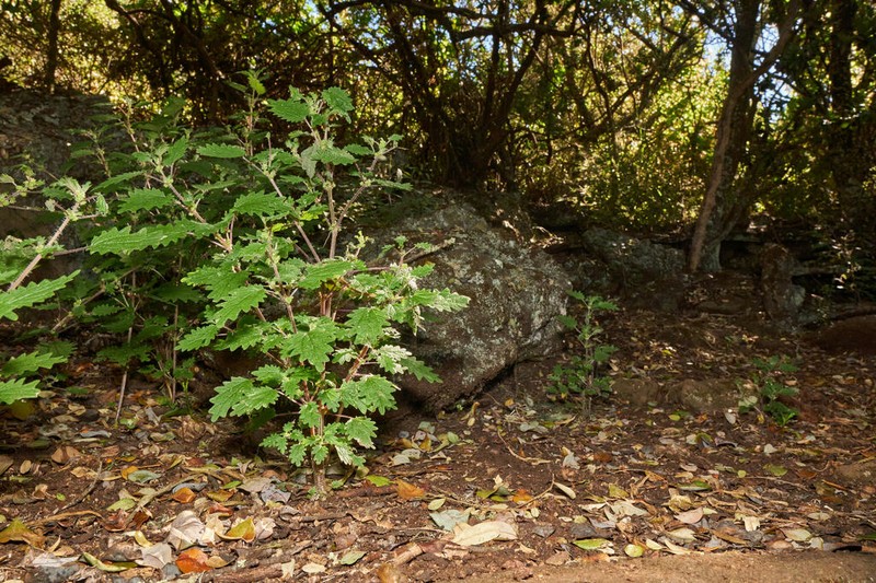 Hawai'I Stingingnettle photo 8