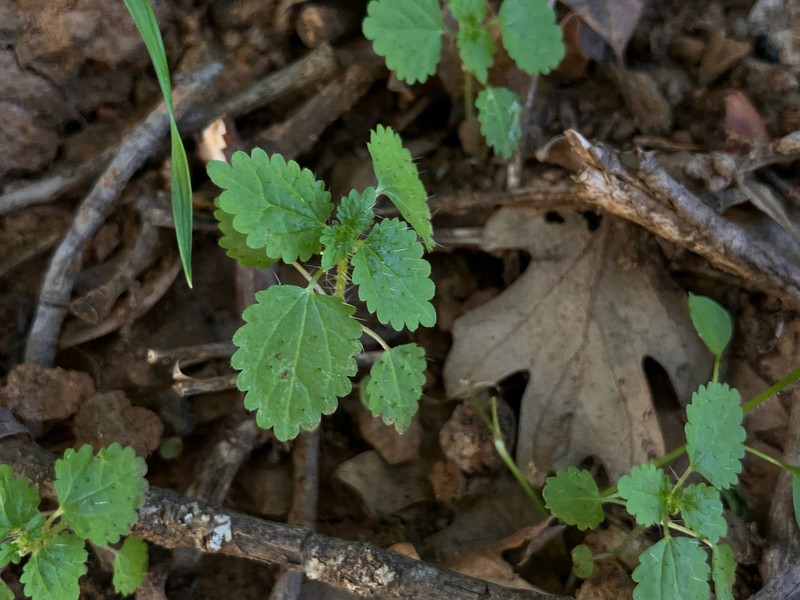 Western Stingingnettle