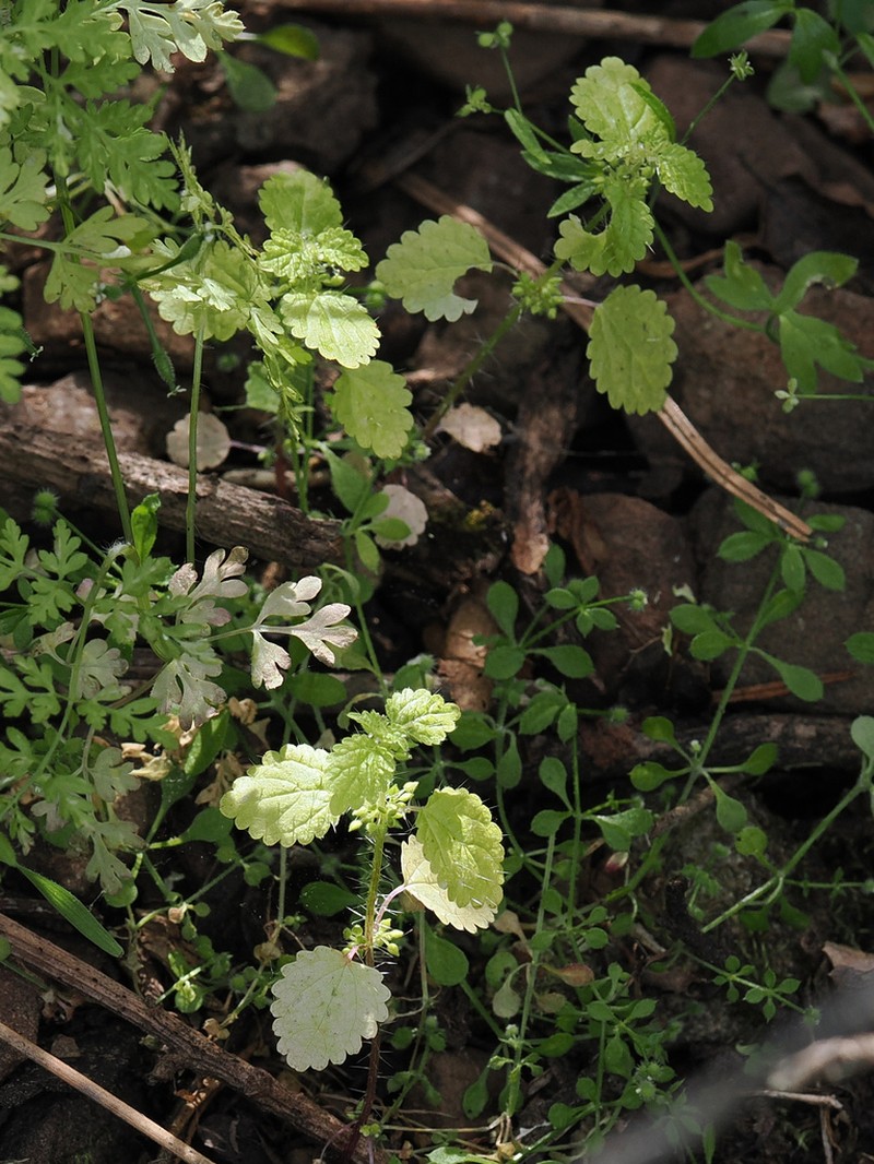 Western Stingingnettle photo 2