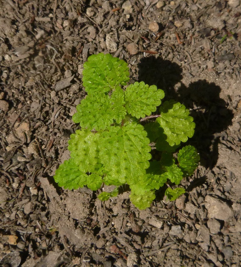 Western Stingingnettle photo 3