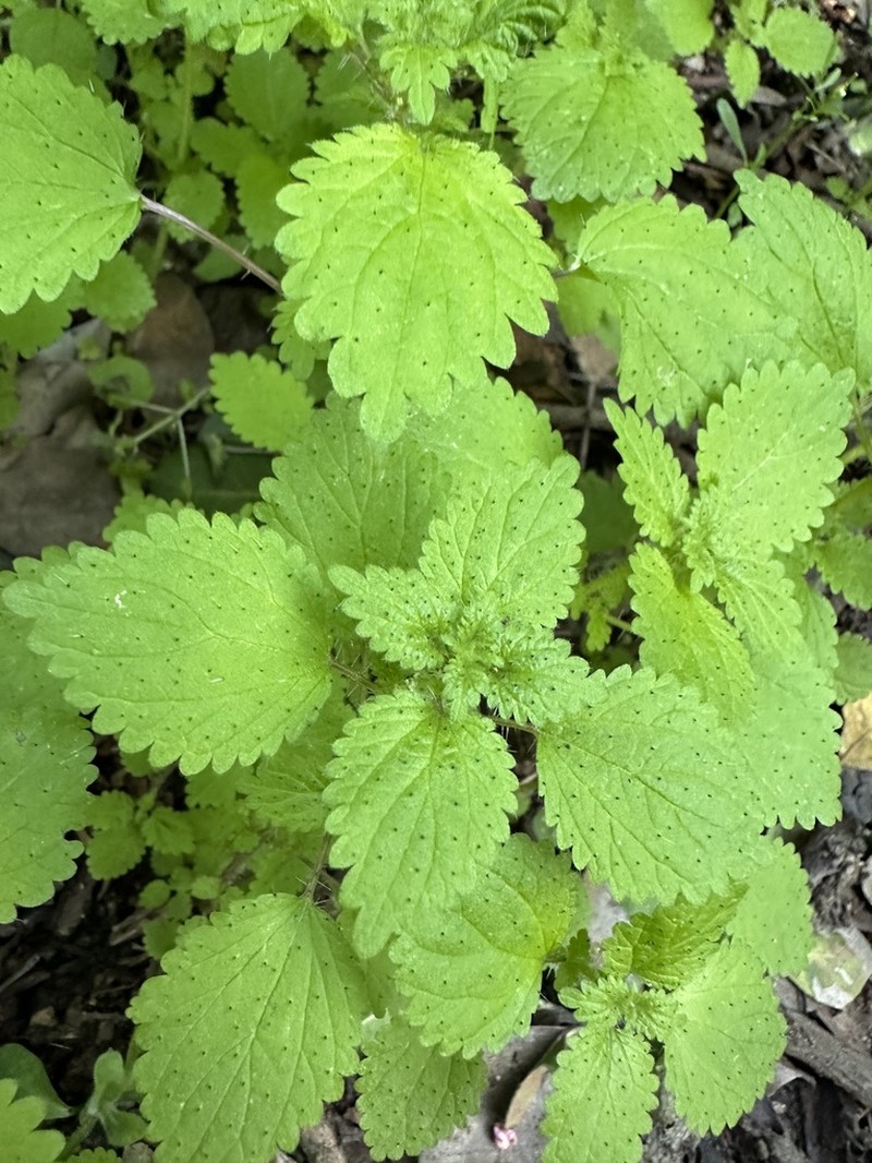 Western Stingingnettle photo 4