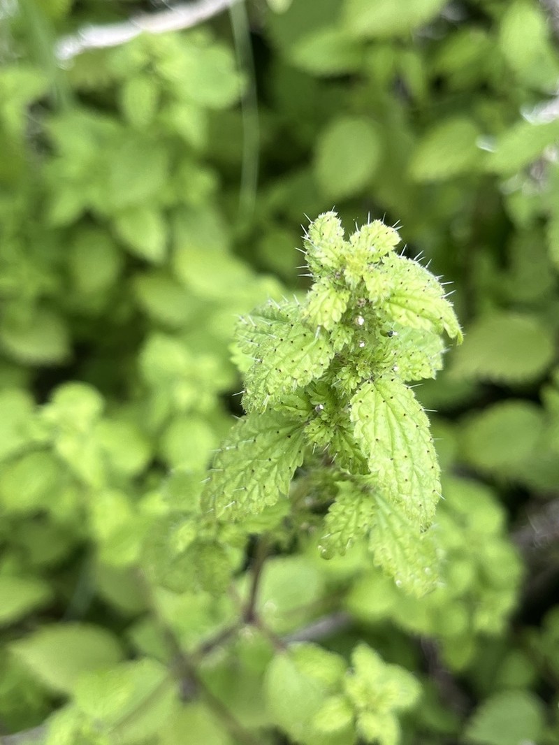 Western Stingingnettle photo 5