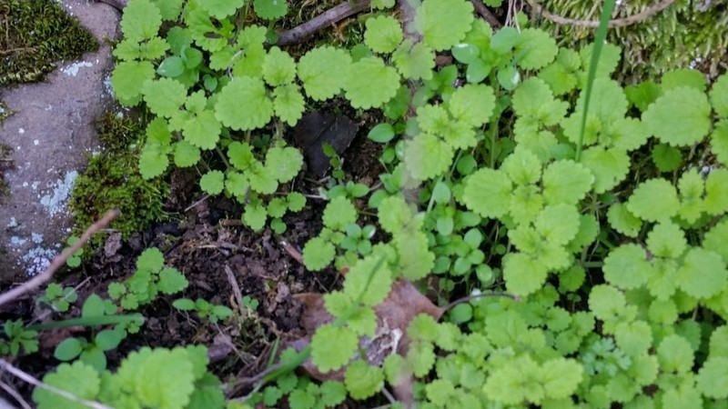 Western Stingingnettle photo 6