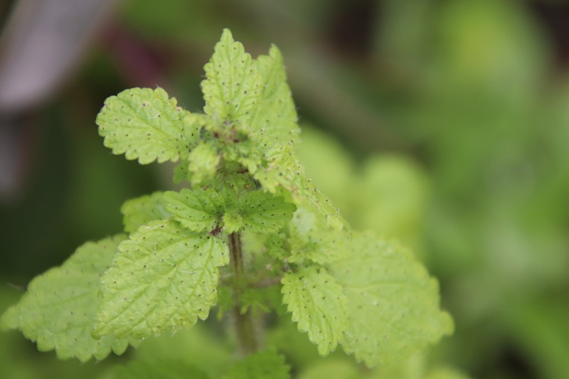 Western Stingingnettle photo 7