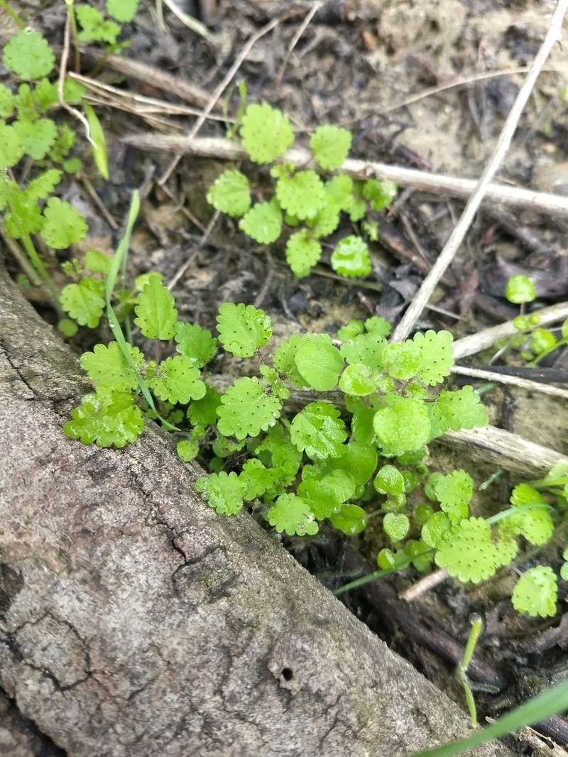Western Stingingnettle photo 8