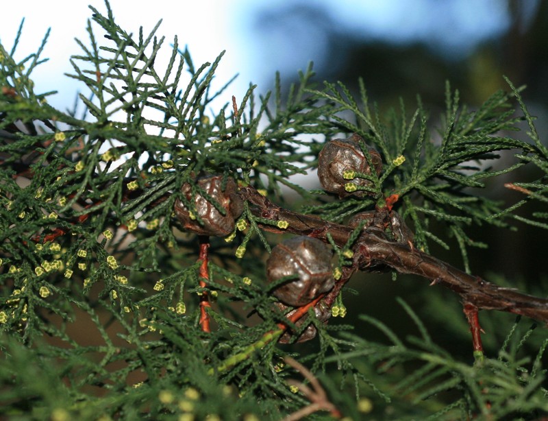 Santa Cruz Cypress photo 2