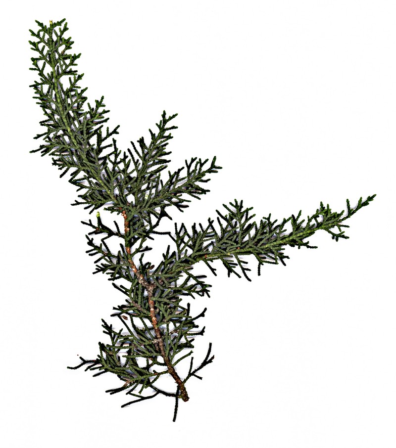 Santa Cruz Cypress photo 4