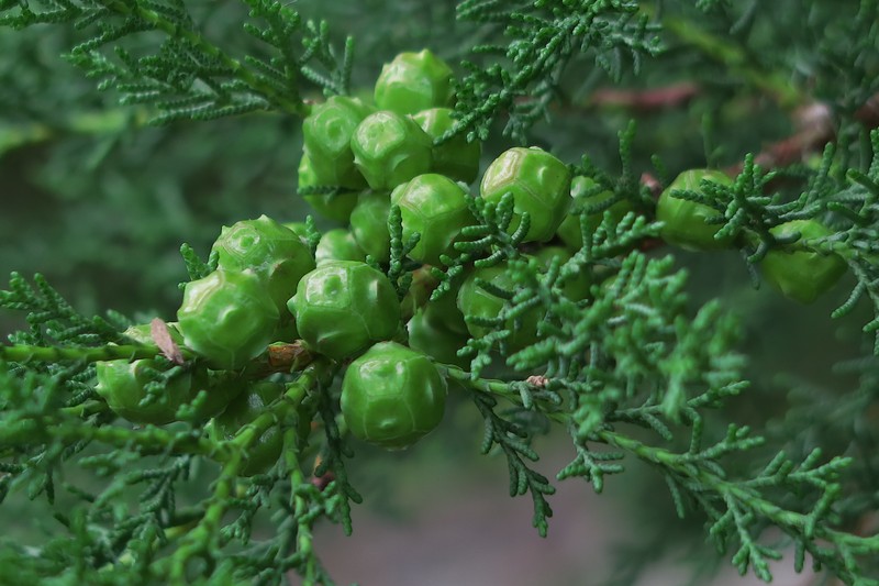 Santa Cruz Cypress photo 5