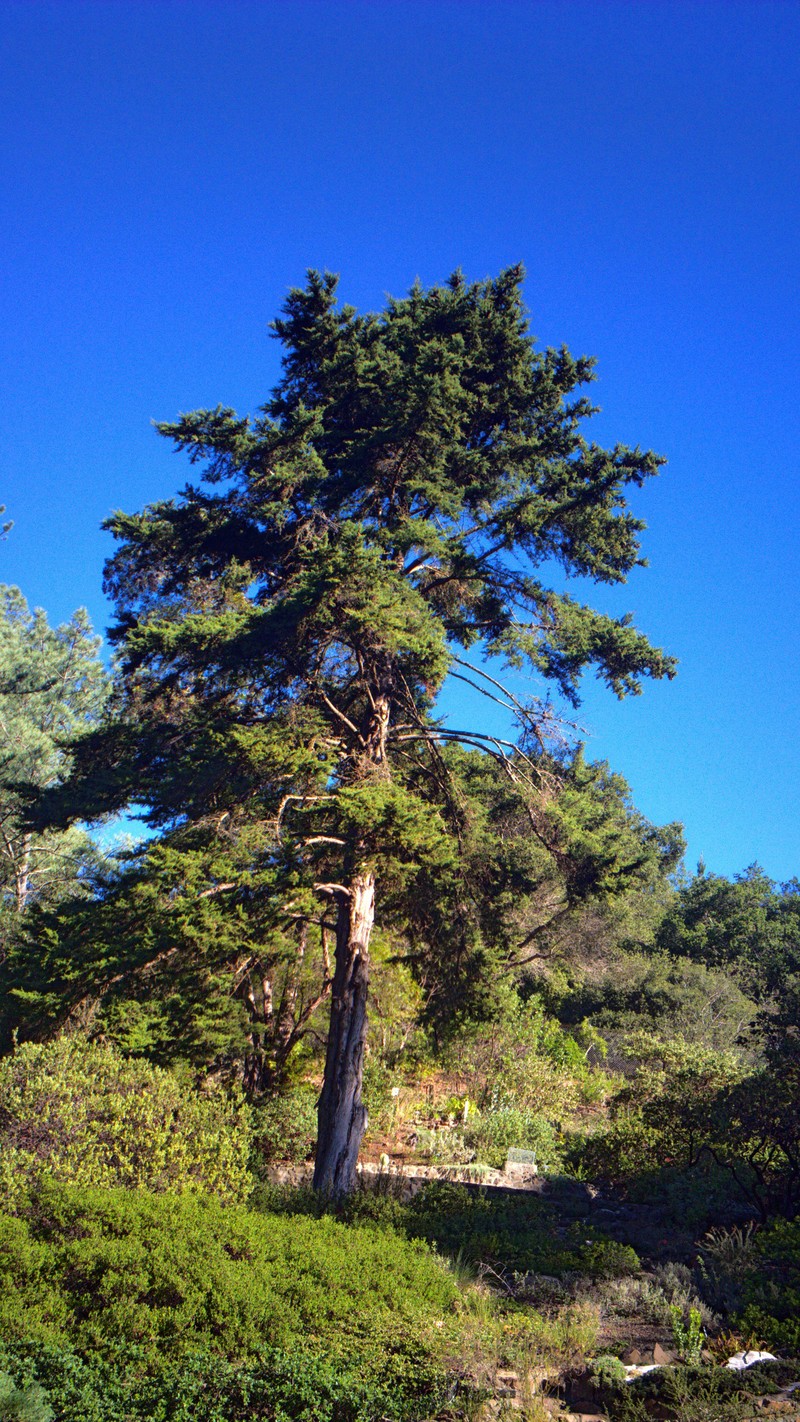 Santa Cruz Cypress