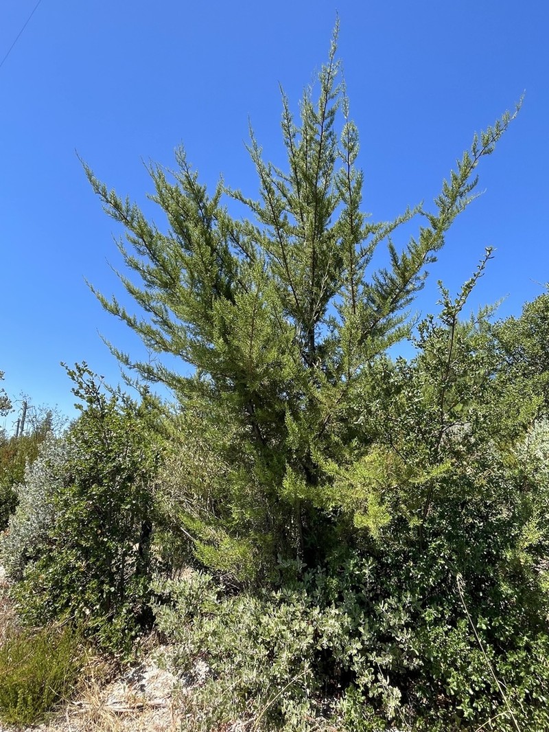 Santa Cruz Cypress