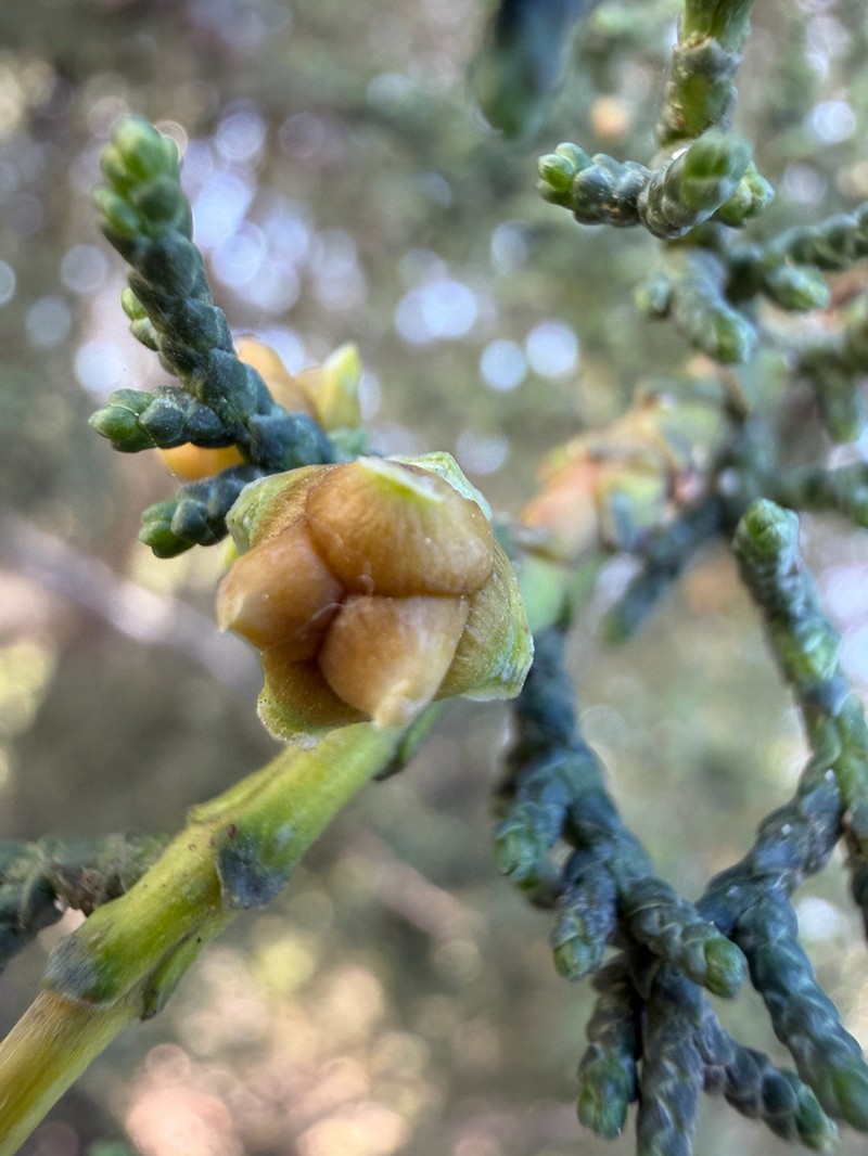 Santa Cruz Cypress photo 2