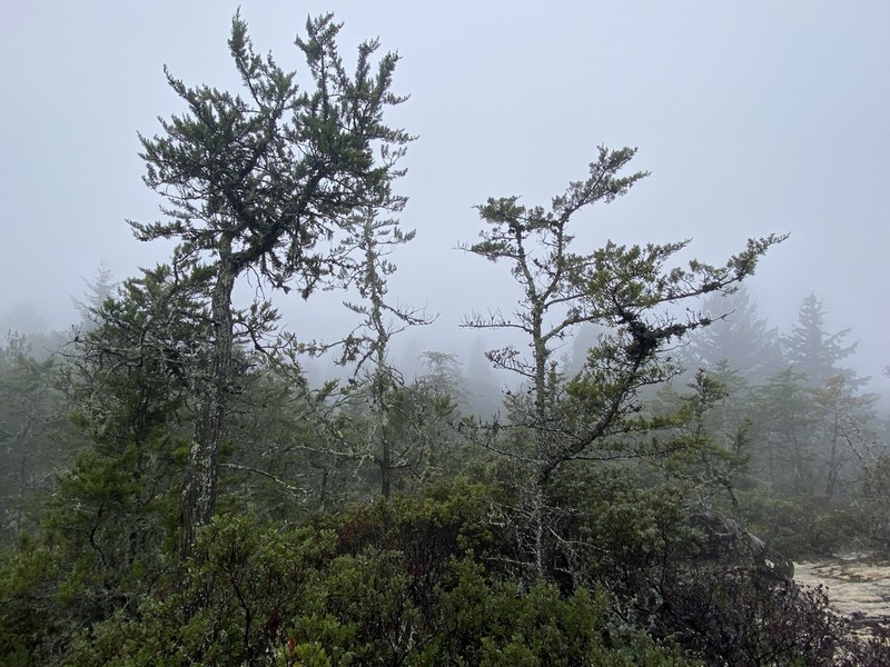 Santa Cruz Cypress photo 5