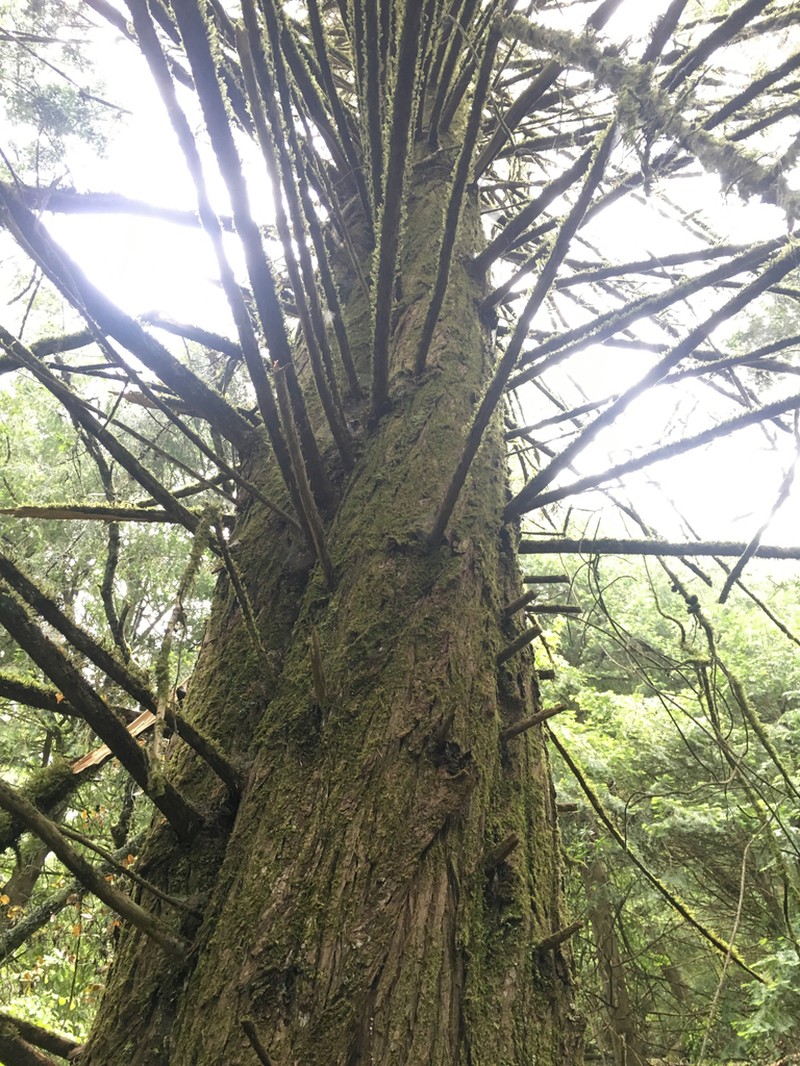 Santa Cruz Cypress photo 8