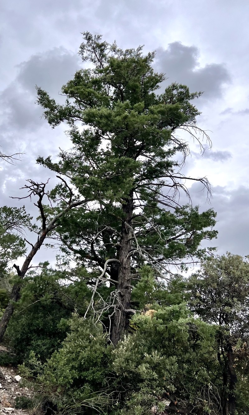 Arizona Cypress photo 2