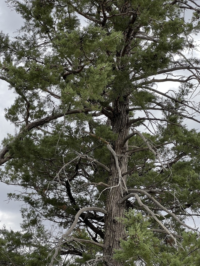 Arizona Cypress photo 3