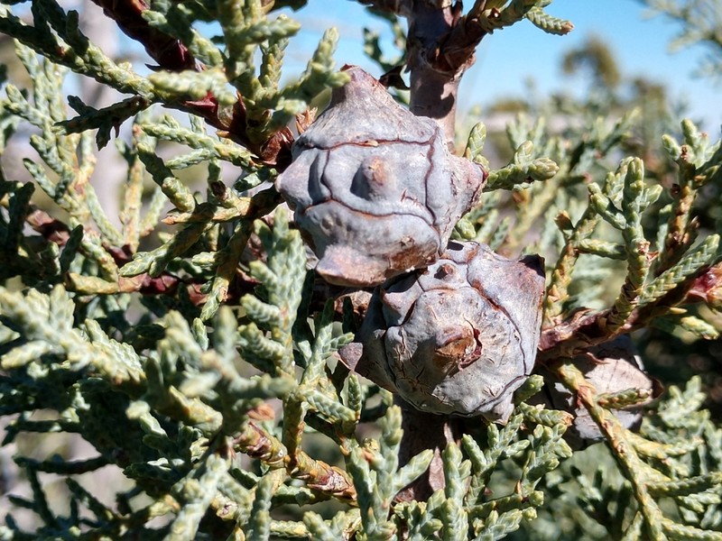Arizona Cypress