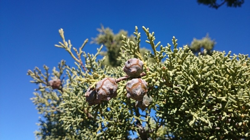 Arizona Cypress photo 2