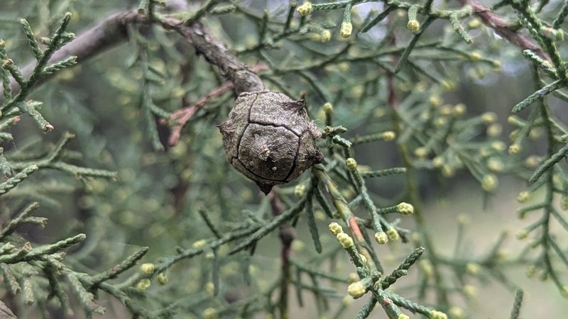 Arizona Cypress photo 3