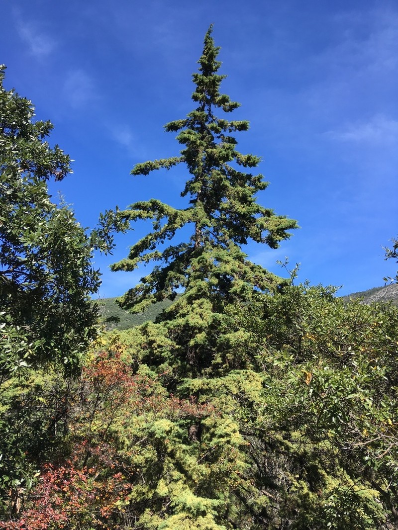 Arizona Cypress photo 4