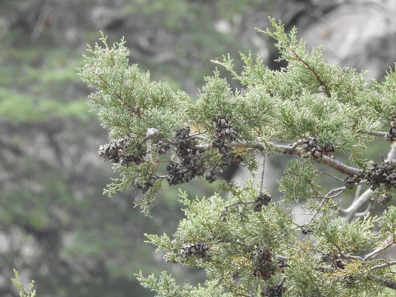 Arizona Cypress photo 5
