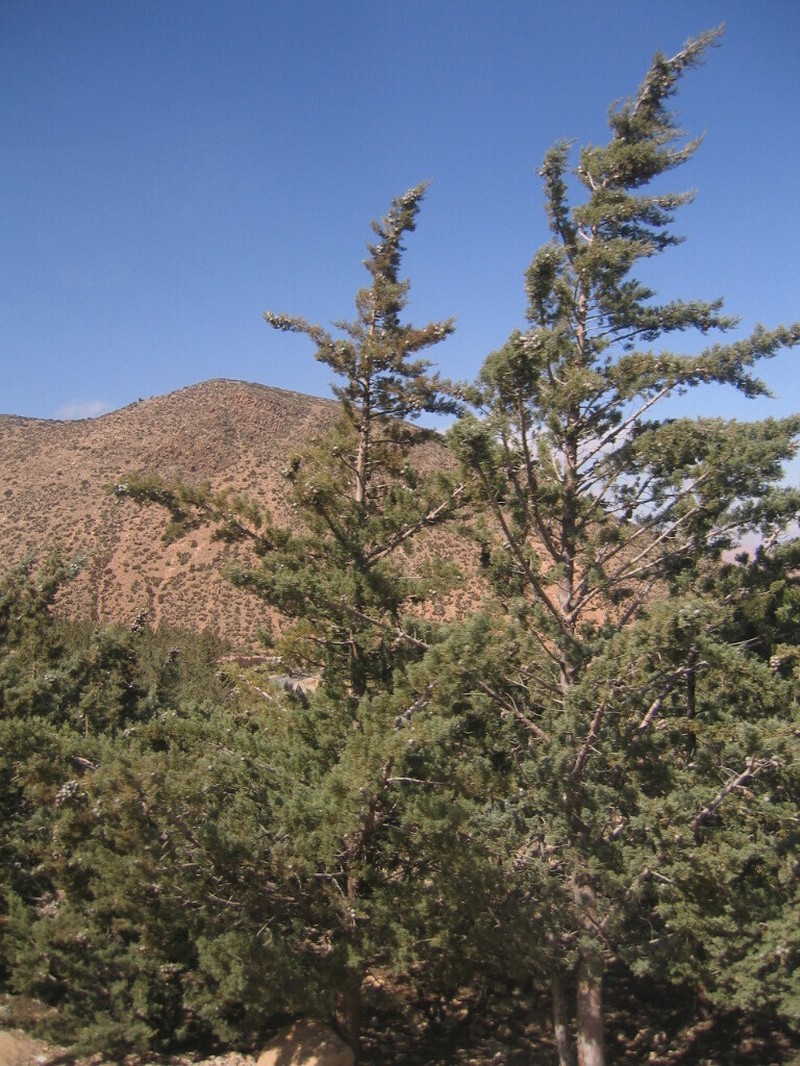 Arizona Cypress photo 6