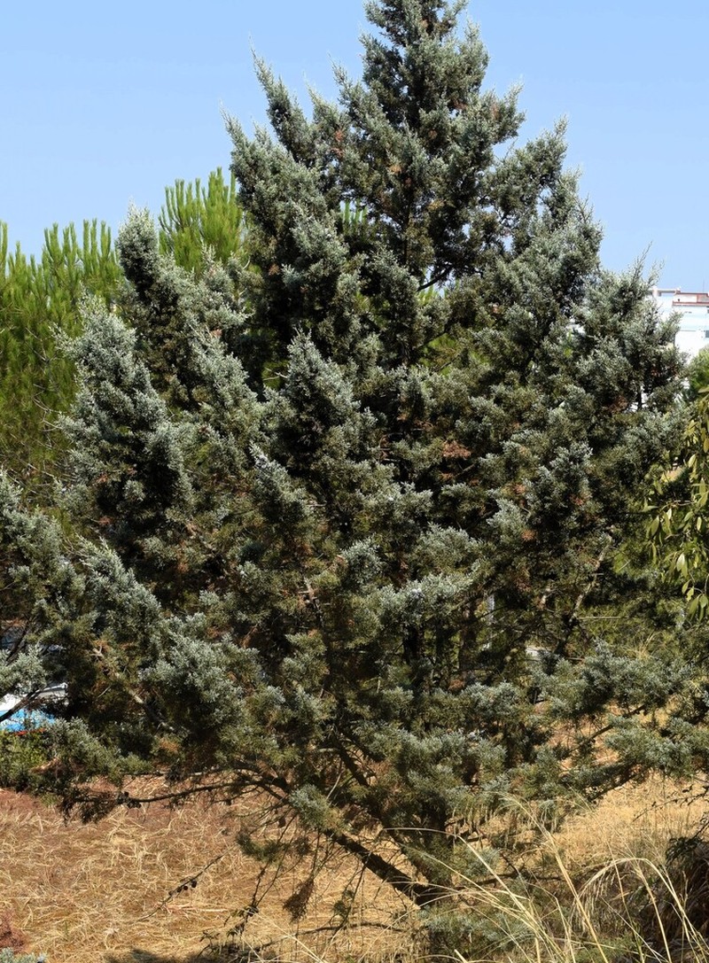 Arizona Cypress photo 7