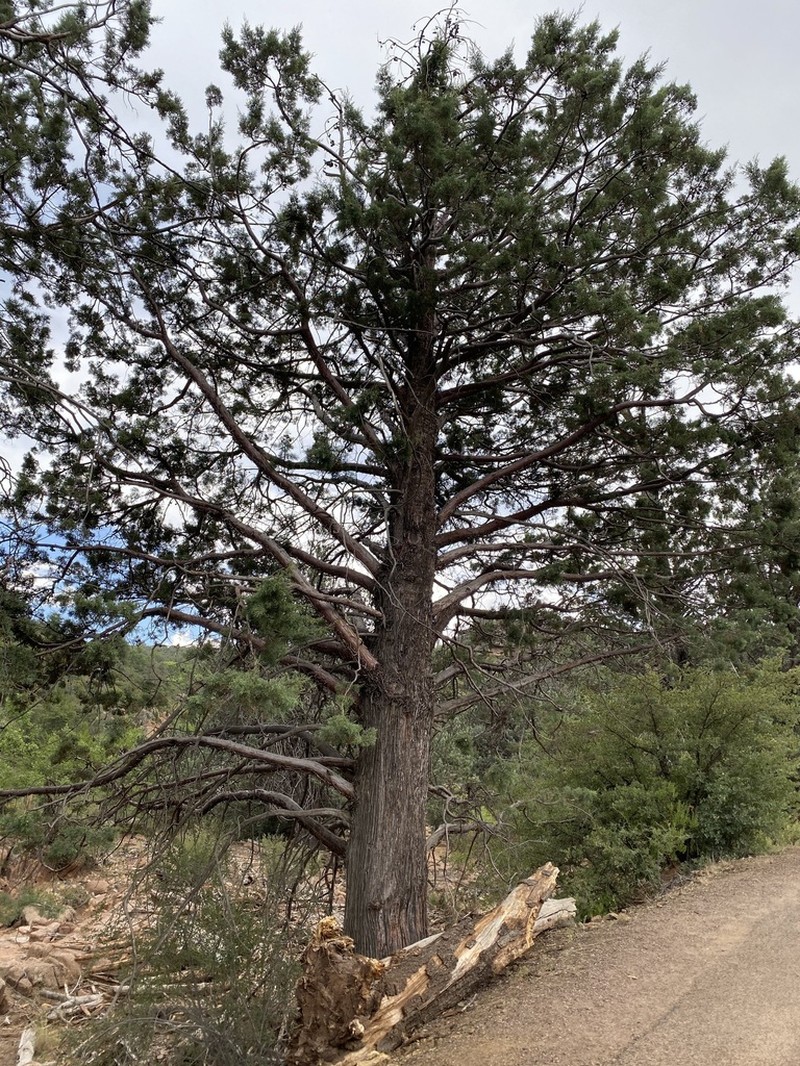 Arizona Cypress photo 8
