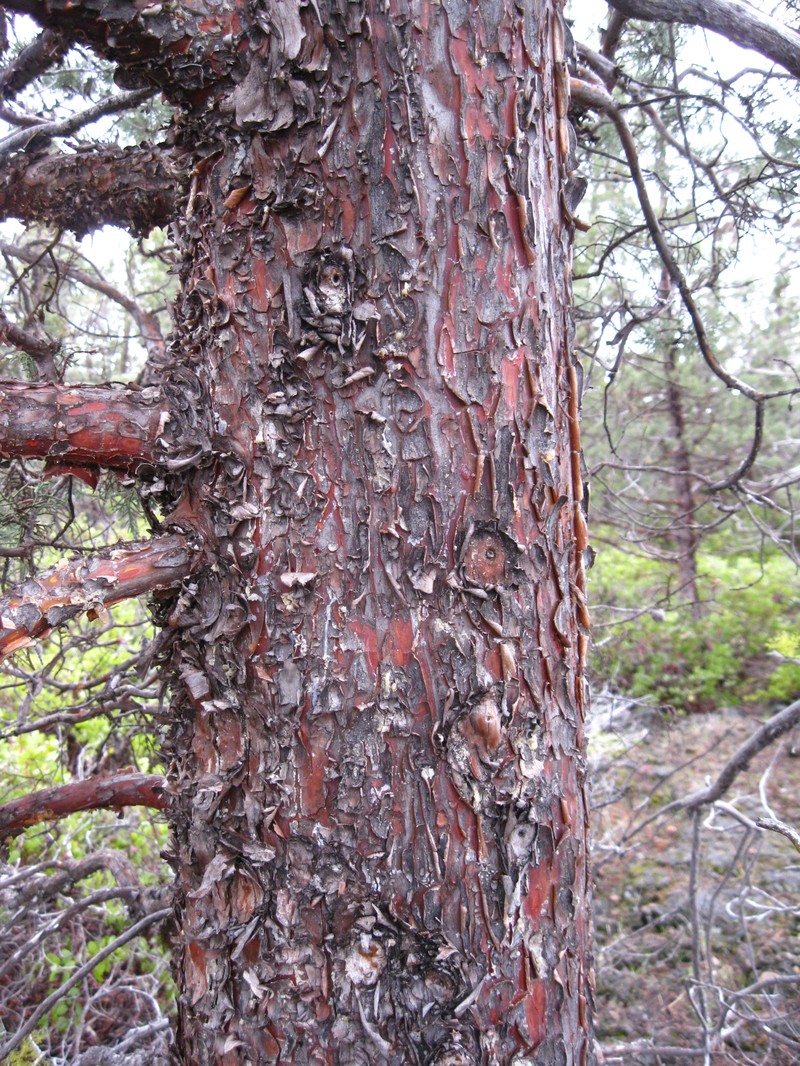 Modoc Cypress photo 2