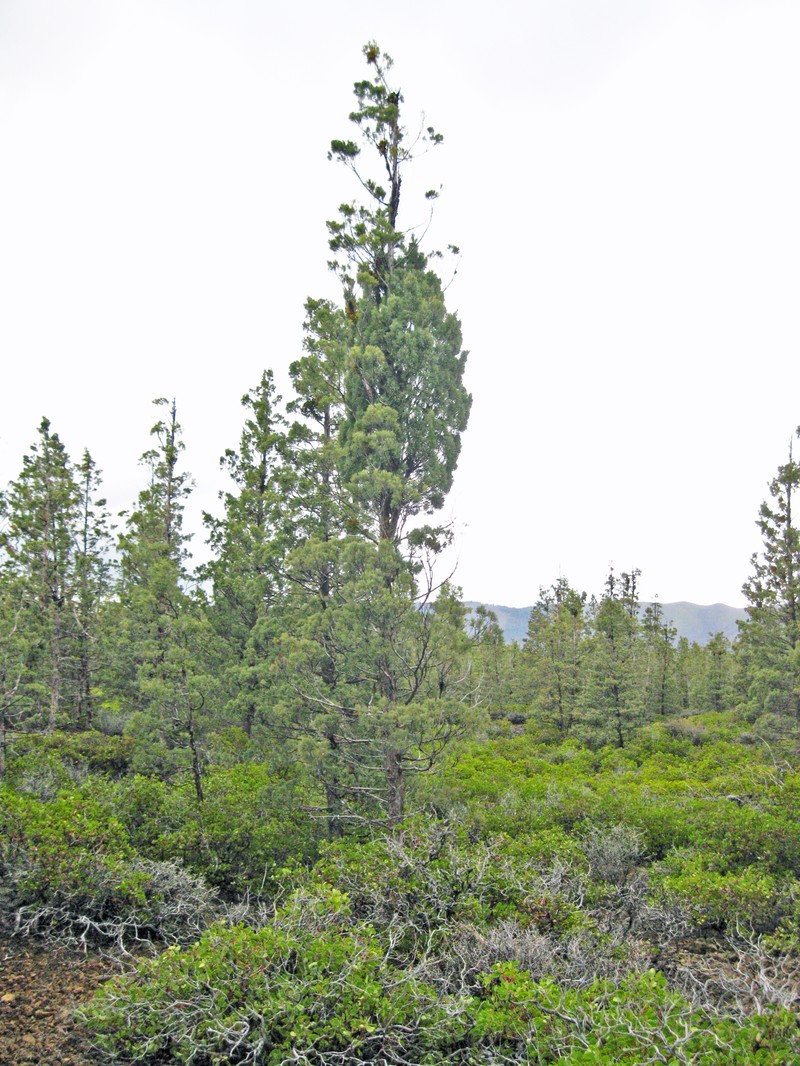 Modoc Cypress photo 3