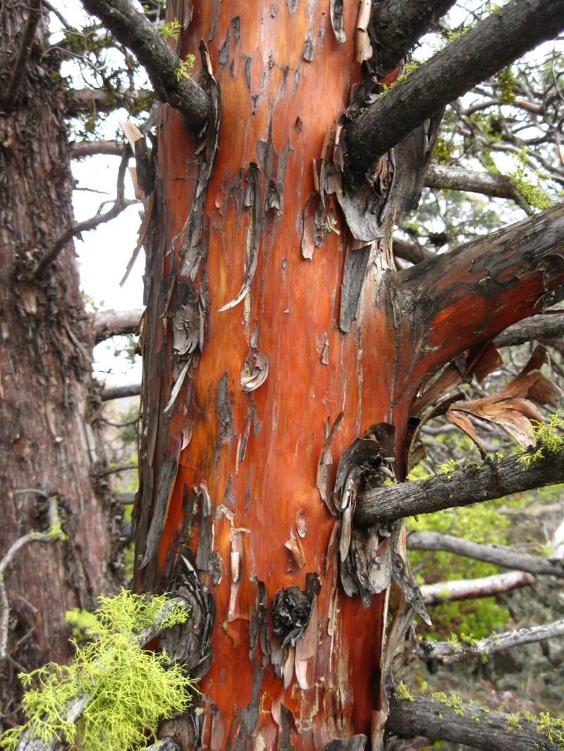 Modoc Cypress photo 4