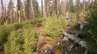 Modoc Cypress
