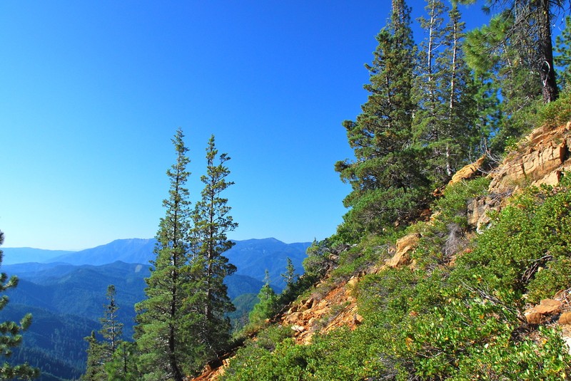 Modoc Cypress photo 2