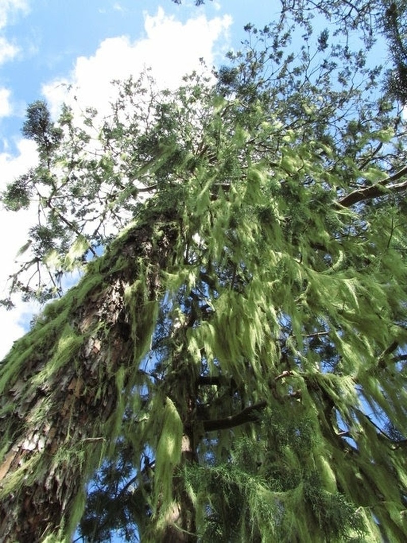 Modoc Cypress photo 3