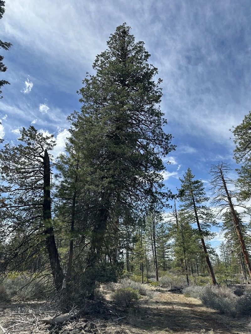 Modoc Cypress photo 4