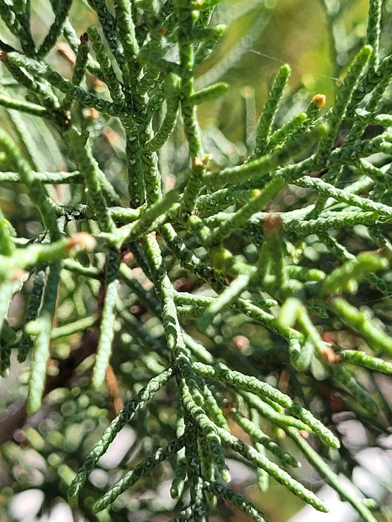 Modoc Cypress photo 5