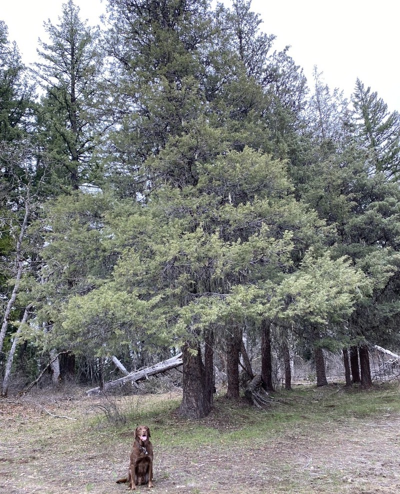 Modoc Cypress photo 6