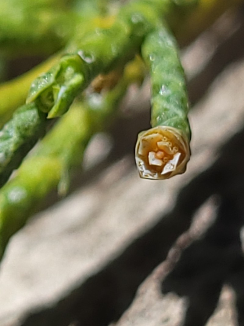 Modoc Cypress photo 7