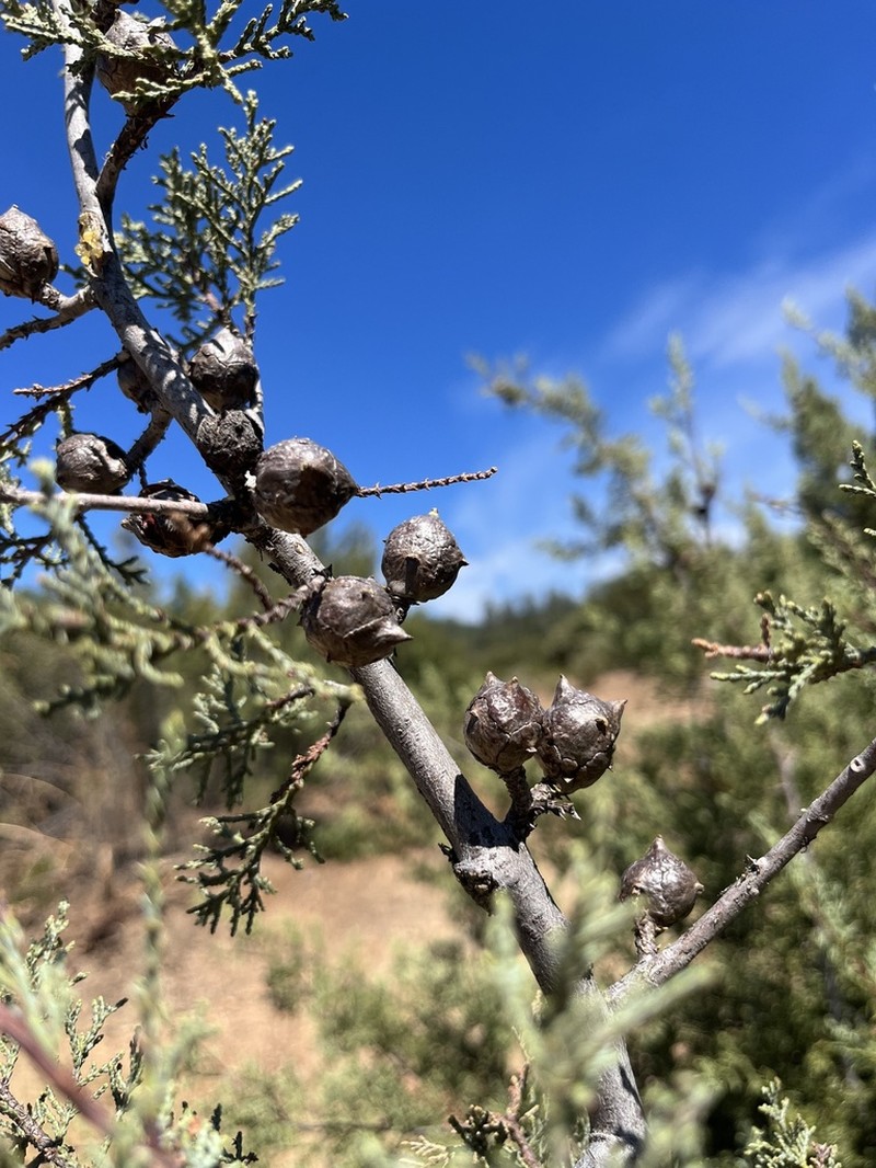 Modoc Cypress photo 8