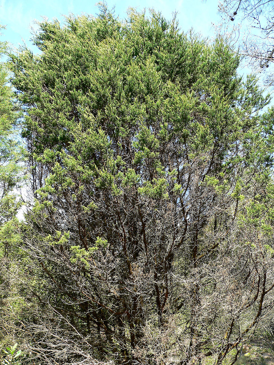 Tecate Cypress photo 2