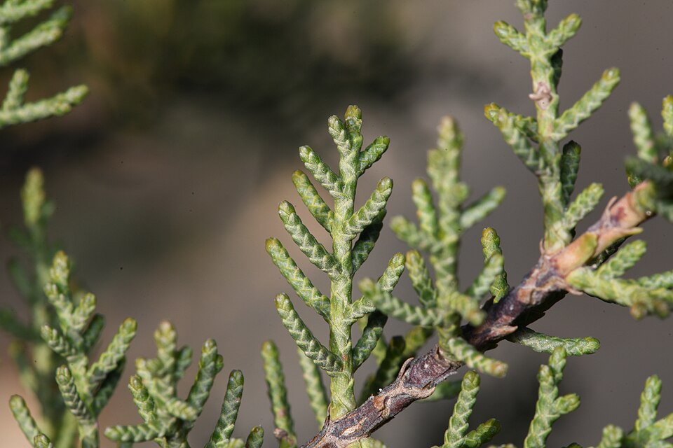 Tecate Cypress photo 3
