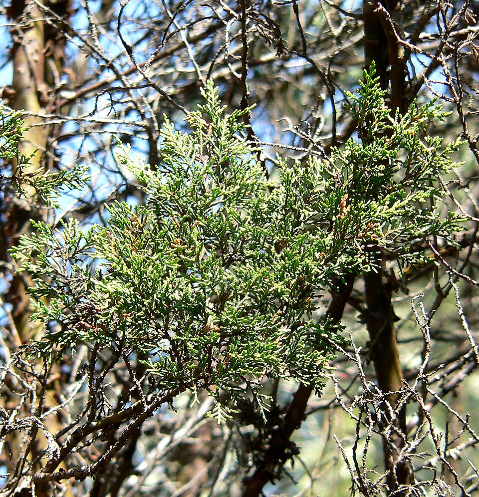 Tecate Cypress photo 4