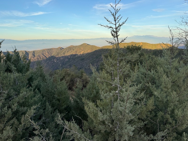 Tecate Cypress