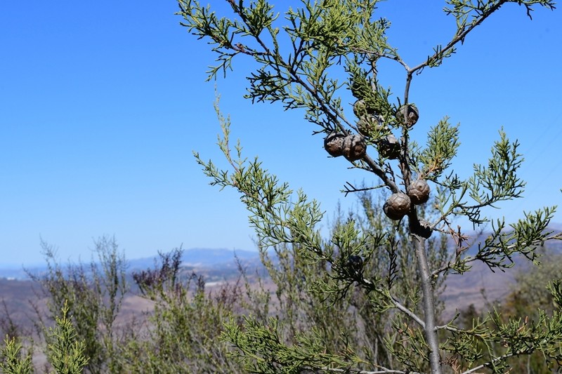 Tecate Cypress photo 2