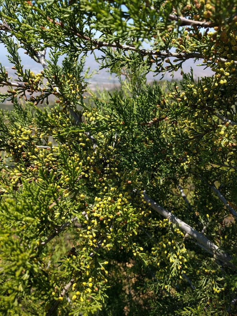 Tecate Cypress photo 3