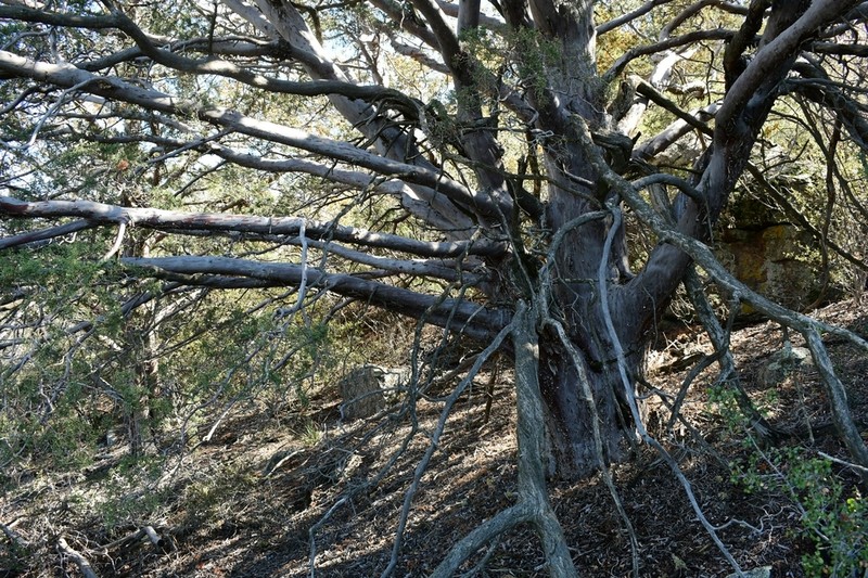 Tecate Cypress photo 4
