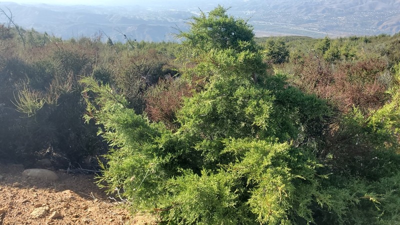 Tecate Cypress photo 6