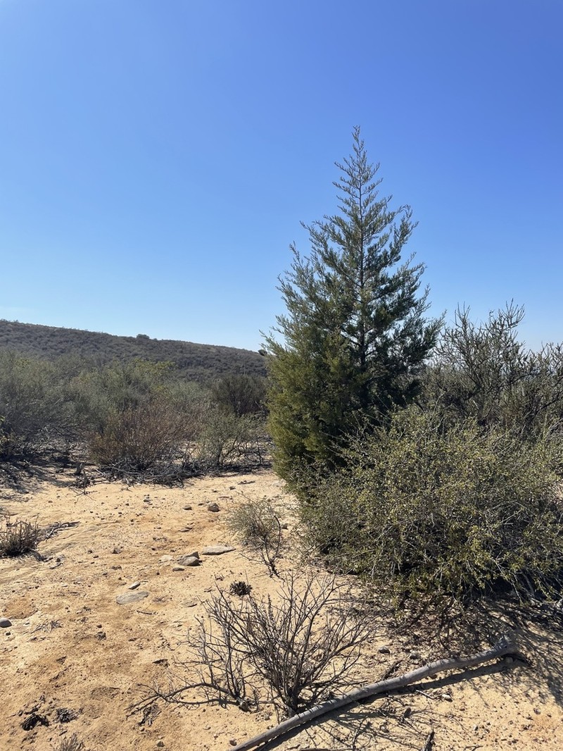 Tecate Cypress photo 7