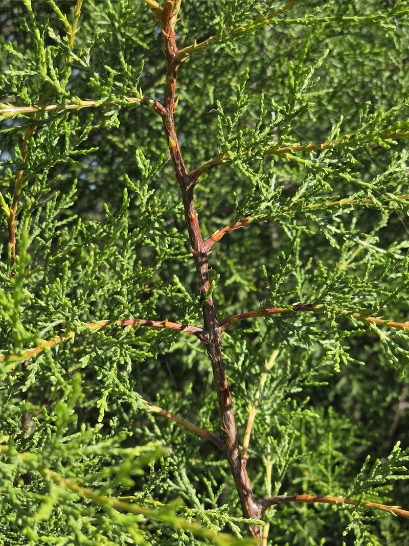Tecate Cypress photo 8